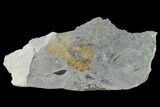 Fossil Flora (Neuropteris & Lepidodendron) Plate - Kentucky #142422-2